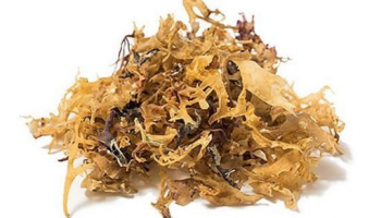 The Top 10 Health Benefits of Sea Moss